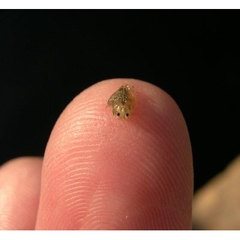 Thuốc PARACIDE CZ18 - Trị Ký Sinh Trùng Cho Cá