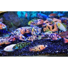 Thức Ăn Rainbow Lên Màu Cho Cá Ali Cichilds và các loại cá cảnh - Hộp New 100g (Hàng Công Ty)