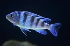 Kenyi