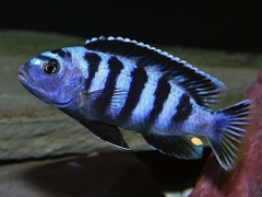 Elongatus