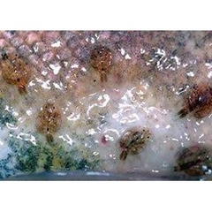 Thuốc PARACIDE CZ18 - Trị Ký Sinh Trùng Cho Cá