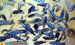 DEMASONI