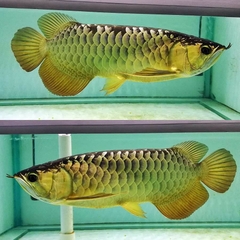 CZ13 - AQUA PLUS (VITAMIN CHO RỒNG, HỔ, SAM)