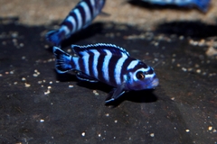 DEMASONI