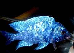 LAM BẢO THẠCH ( TANZANIA)