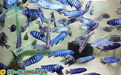 Elongatus