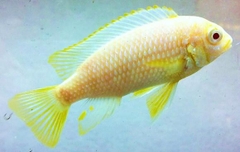 RED CHEEK ALBINO
