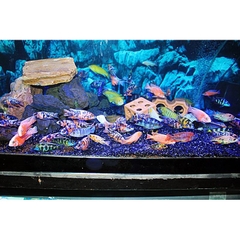 Thức Ăn Rainbow Lên Màu Cho Cá Ali Cichilds và các loại cá cảnh - Hộp New 100g (Hàng Công Ty)