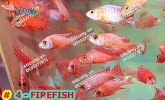 Firefish