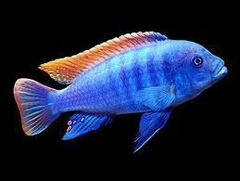 Ice Blue