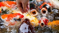 Thức ăn cho cá Koi tăng màu Beauty Koi Food 1kg