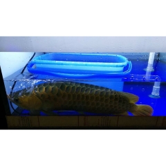 Aqua H - Thuốc Chống Shock và Cấp Cứu cho Cá Rồng