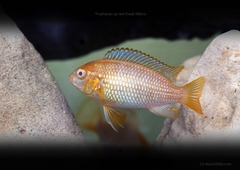 RED CHEEK ALBINO