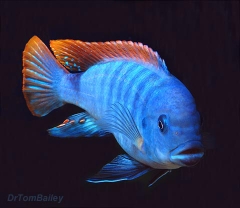 Ice Blue