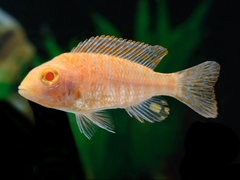 Ice Blue Albino