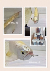 Khoáng Chất High Active 100g cho cá cảnh ( Hàng Chính Hãng )