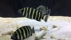 Hoàng Tử Châu Phi