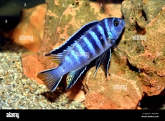Elongatus