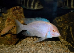 BLUE DOLPHIN ALBINO (HEO TRẮNG)