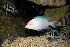 BLUE DOLPHIN ALBINO (HEO TRẮNG)