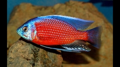 Kadango Cichlid