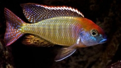 Red Fin