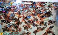 Milomo