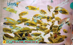 Yellow Peacock