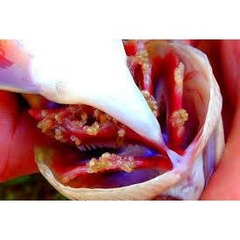 Thuốc PARACIDE CZ18 - Trị Ký Sinh Trùng Cho Cá