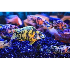 Thức Ăn Rainbow Lên Màu Cho Cá Ali Cichilds và các loại cá cảnh - Hộp New 100g (Hàng Công Ty)