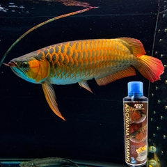 AZOO PLUS AROWANA VITAMIN ( CUNG CẤP VITAMIN , GIÚP CÁ SUNG , ĂN MẠNH )