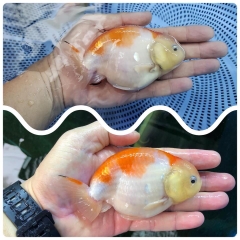 CÁM SIÊU ĐẠM SUPER FAT FOOD 45% 500g CHO CÁ CẢNH, RANCHU, ORANDA, GUPPY (Hàng Công Ty)