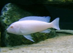 ALBINO MOORII (HEO TRẮNG)