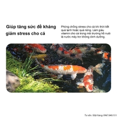 Vitamin Tổng Hợp cho cá cảnh - Tăng đề kháng, giảm stress, bổ sung các chất cần thiết (Hàng Cty)