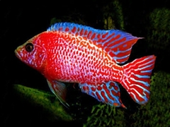 Firefish
