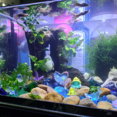 Tiểu Cảnh Charm ĐUÔI CÁ Trang Trí Hồ Cá, Bể Cá, Chậu Cây, Tiểu Cảnh Terrarium (Hàng Công Ty)