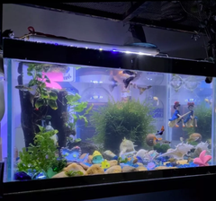 Tiểu Cảnh Charm ĐUÔI CÁ Trang Trí Hồ Cá, Bể Cá, Chậu Cây, Tiểu Cảnh Terrarium (Hàng Công Ty)