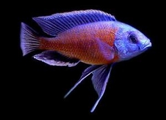 Kadango Cichlid