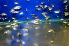 Cá Khỉ Đỏ Bột (Thái Nhập)