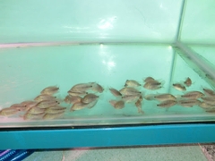 Cá Khỉ Đỏ Bột (Thái Nhập)