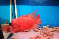 Cá Khỉ Đỏ Bột (Thái Nhập)