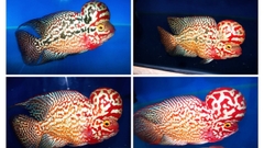 Carophyll Red 10% & Carophyll Yellow 10% | Carophyll Đỏ Vàng lên màu cho cá tôm tép chim (Hàng Cty)