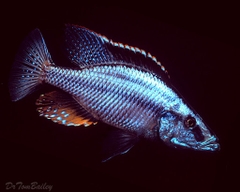 Compressiceps (MẶT NGỰA)