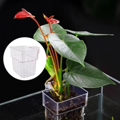 Cốc trồng cây thủy sinh kẹp thành kính hồ cá - Chậu mica trồng cây bán cạn trên mặt bể cá (Hàng Cty)