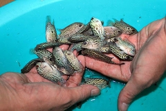 Cá Bột King Kamfa Thái Nhập