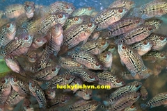 Cá Bột King Kamfa Thái Nhập