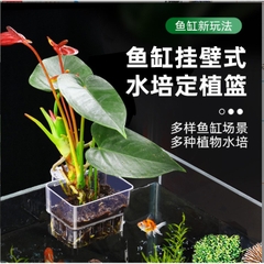Cốc trồng cây thủy sinh kẹp thành kính hồ cá - Chậu mica trồng cây bán cạn trên mặt bể cá (Hàng Cty)