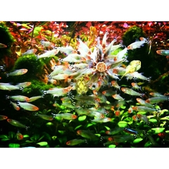 Thức ăn cám dán kính bể cho cá cảnh thuỷ sinh, 7 màu - Viên cám dán kính hồ cá (Hàng Công Ty)