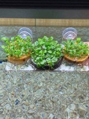 Giá Đỡ Cây Thủy Sinh Mica - Vỉ Acrylic Trồng Cây Thủy Sinh - Tấm Nâng Acrylic | Giá Thể Ươm Cây