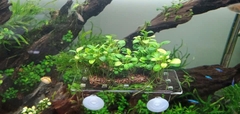 Giá Đỡ Cây Thủy Sinh Mica - Vỉ Acrylic Trồng Cây Thủy Sinh - Tấm Nâng Acrylic | Giá Thể Ươm Cây